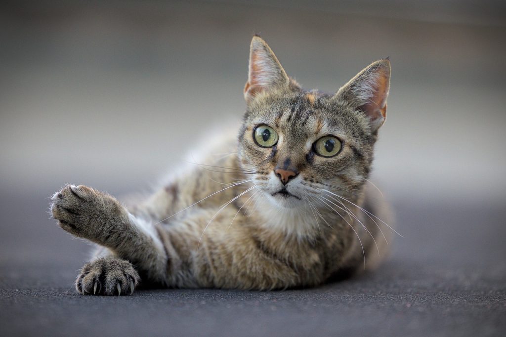 gato gris tumbado