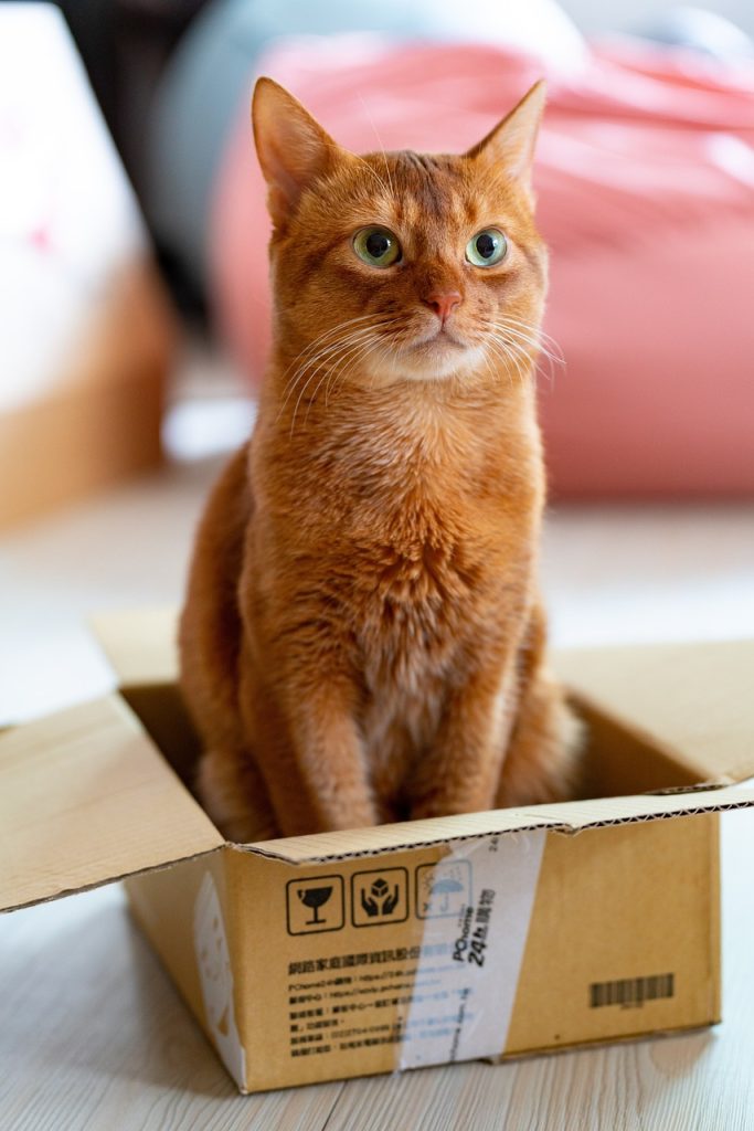 gato sentado sobre una caja pequeña