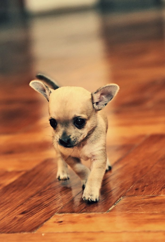 chihuahua pequeño