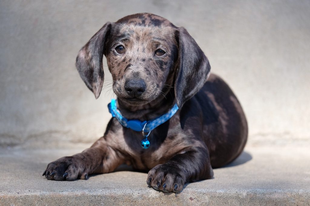 Perro raza dachshund tumbado