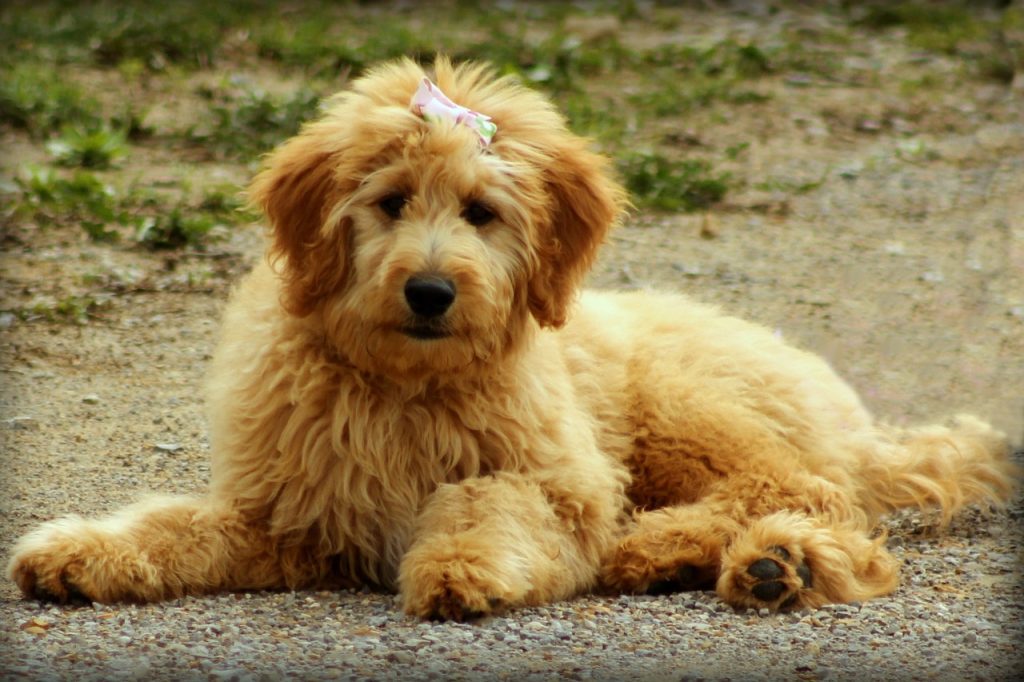 Perro raza goldendoodle tumbado sobre camino de tierra