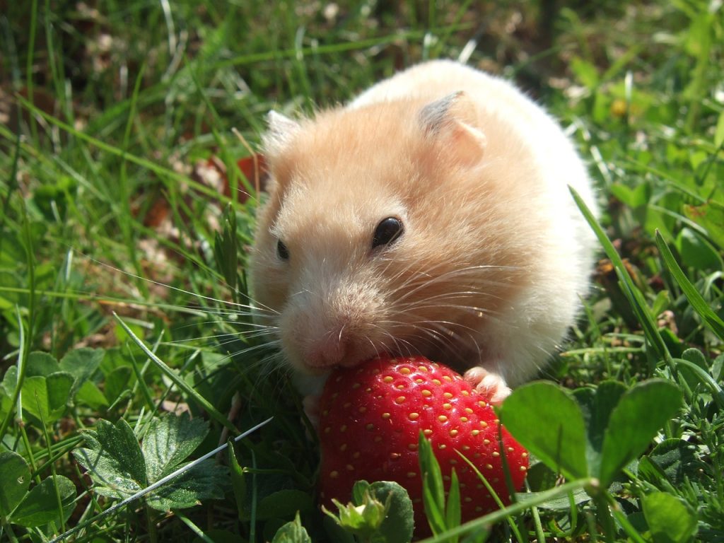 Hamster comiéndose una fresa