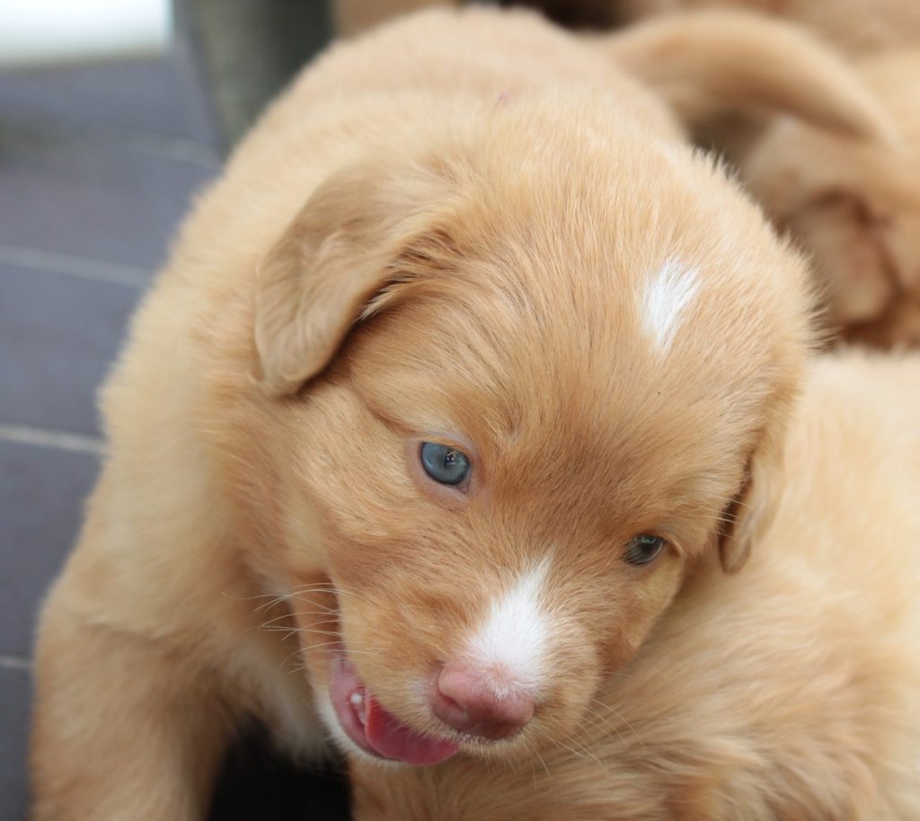 Perro Nova Scotia duck tolling retriever